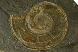 Stunning, Fossil Ammonite Cluster - Posidonia Shale, Germany #377998-3